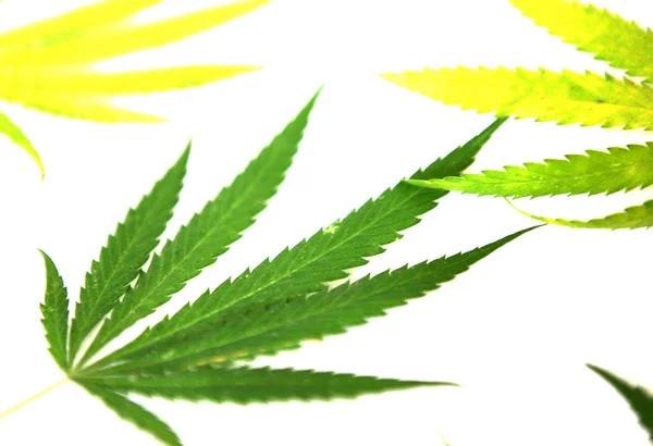 Pricing Trends Among Dispensaries in Las Vegas